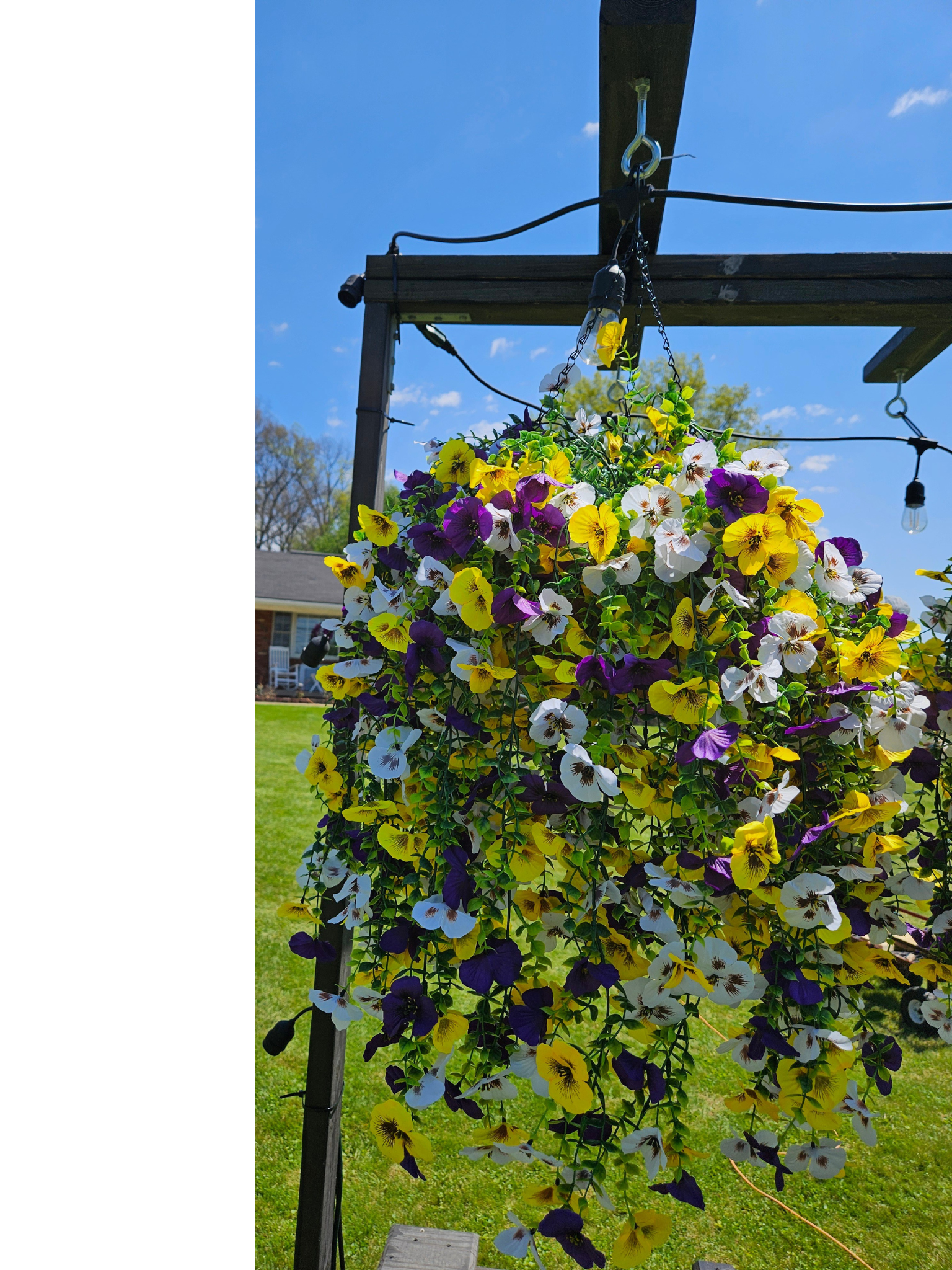 Grand Pansy 14"